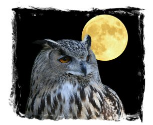 001-night-owl-laser-richardstep-1a.jpg