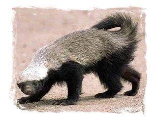 Honey badger don't care - honey badger is confident.