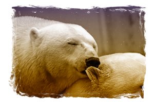 life-lessons-polar-bear-196318_640